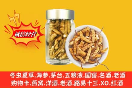 七台河新兴区回收散虫草